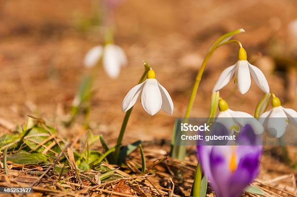 Galanthus Nivalis L Foto de stock y más banco de imágenes de Aire libre