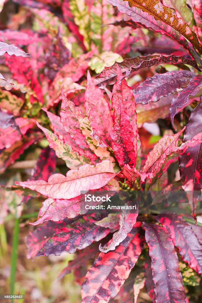 Primer plano de colorido jardín de Croton - Foto de stock de Agricultura libre de derechos