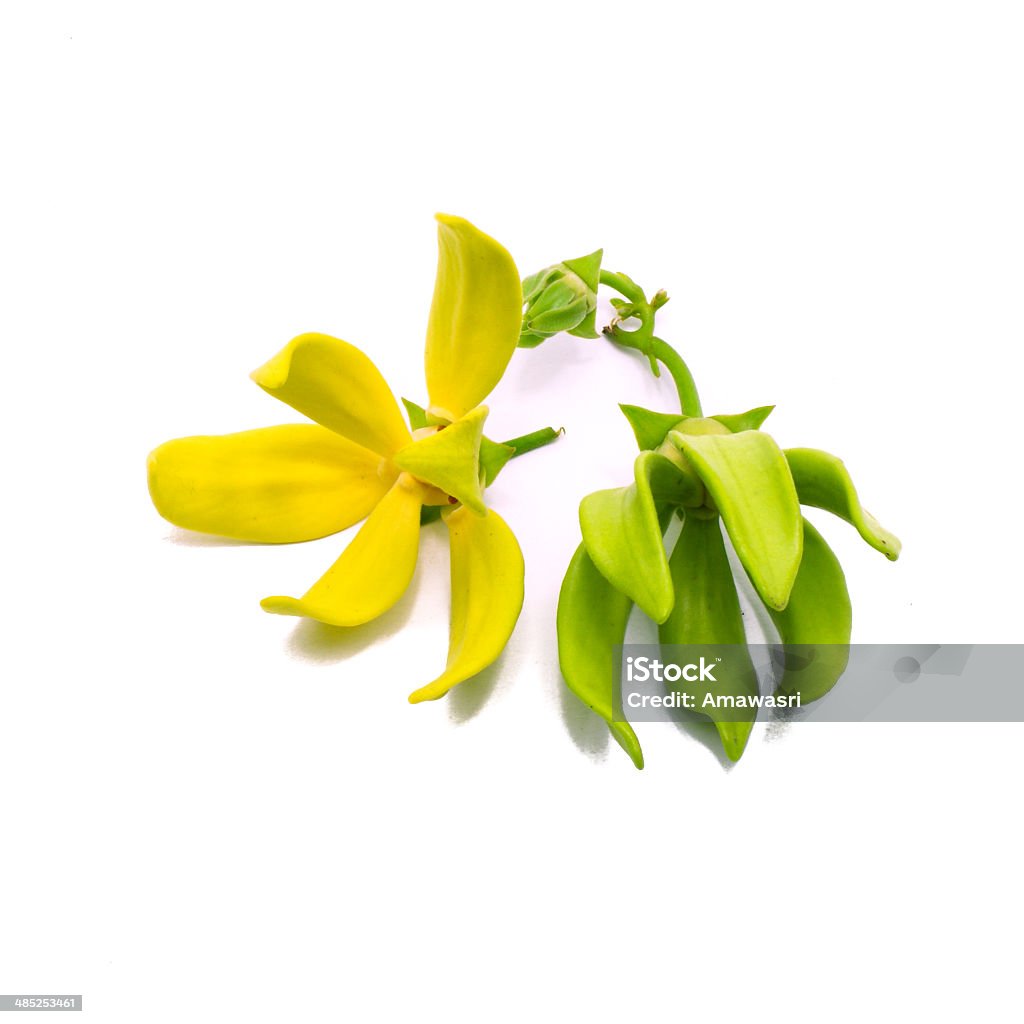 Amarillo, aromáticas flores, Ylang-Ylang flor (Cananga odroata) - Foto de stock de Flor libre de derechos