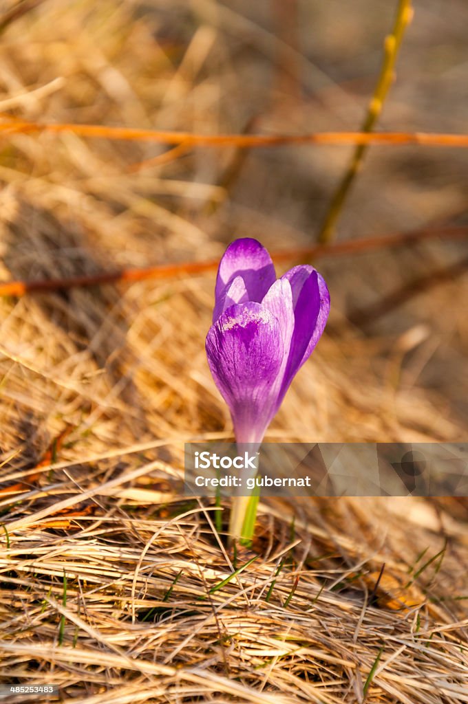 Púrpura azafrán - Foto de stock de Aire libre libre de derechos