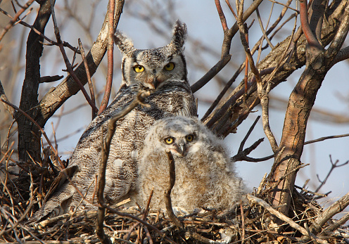 Great Horned Owl and owlet in nest
