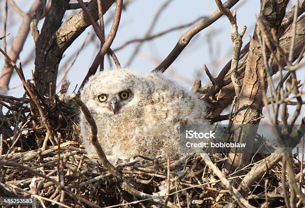 Polluelo Del Búho Tecolote En Nest En Resorte Foto de stock y más banco de imágenes de Aire libre - Aire libre, Animal, Animales salvajes