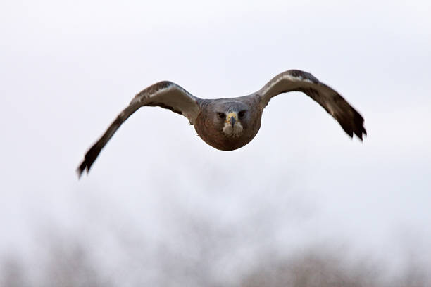 Swainson's Hawk diving at photographer