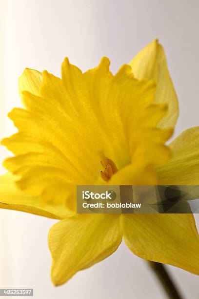 Amarillo Narciso En Primavera Foto de stock y más banco de imágenes de Amarillo - Color - Amarillo - Color, Cabeza de flor, Colorido