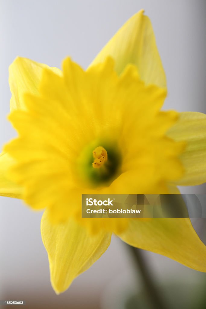 Amarillo narciso en primavera - Foto de stock de Amarillo - Color libre de derechos