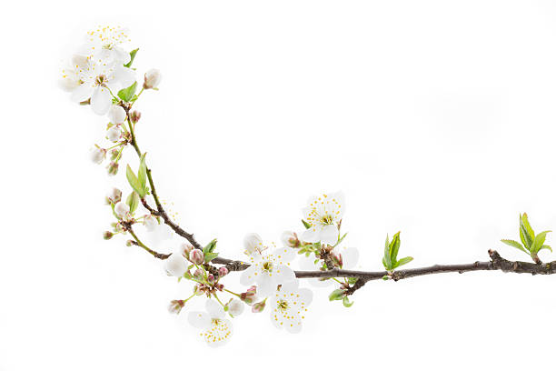 istock Prunus spinosa blossoms on white background 485253757