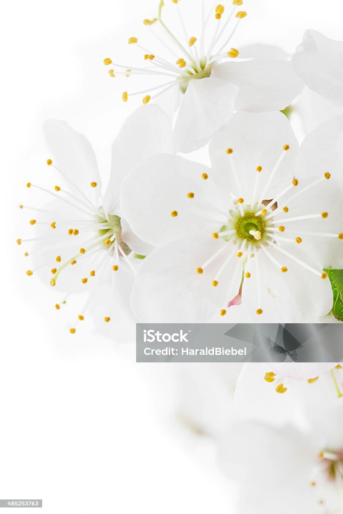 Prunus spinosa cerezos en flor sobre blanco - Foto de stock de Abril libre de derechos