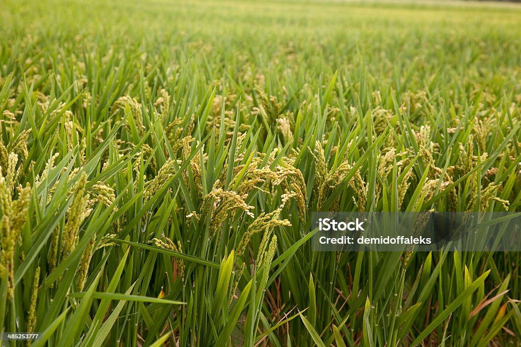 Campo de arroz - Foto de stock de Agricultura libre de derechos