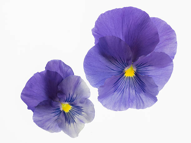 istock Beautiful bluish violet pansy 485253951