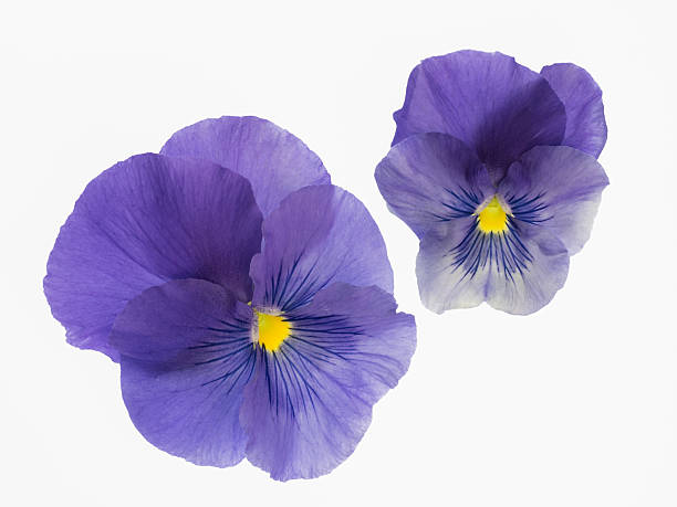 istock Beautiful bluish violet pansy 485253955
