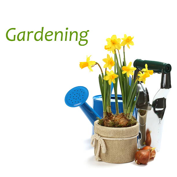 Two pots with young spring flowers and blue watering can