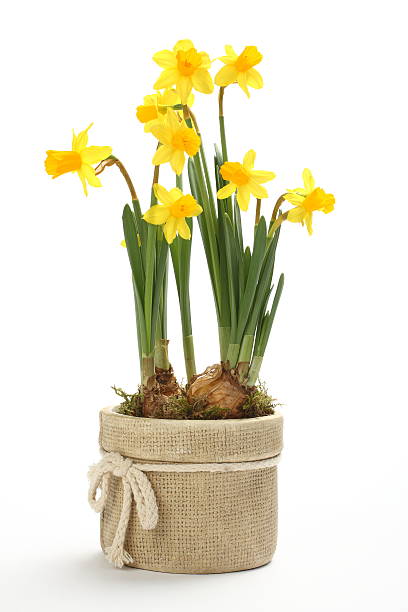 narciso na flowerpot isolado sobre um fundo branco - leaf flower head bouquet daffodil imagens e fotografias de stock