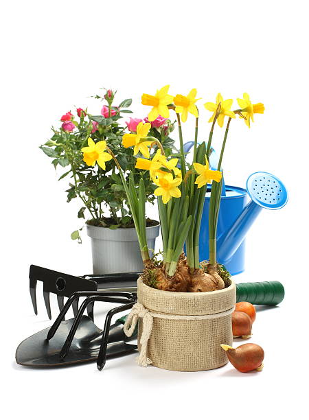 istock Gardening tools and flowers isolated on white 485254045