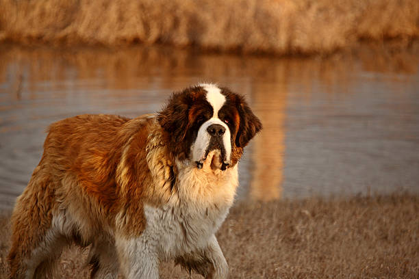 istock Big Saint Bernard dog near Saskatchewan pond 485254113