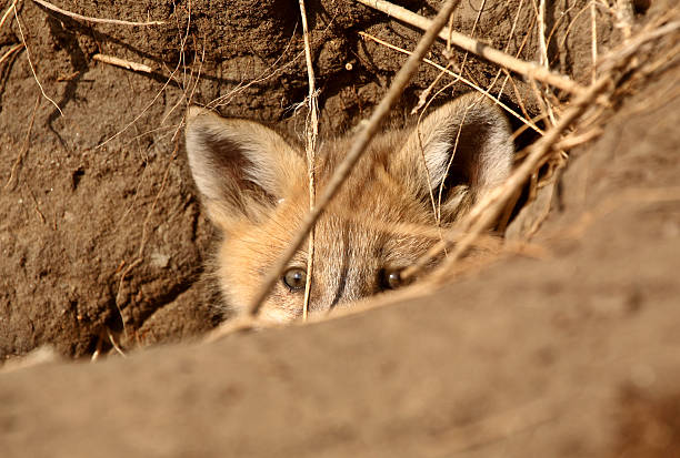 istock Red Fox pup peaking out of den 485254951