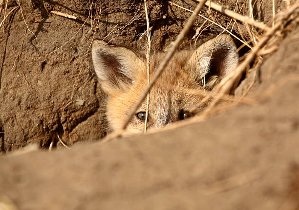 istock Red Fox pup peaking out of den 485254953