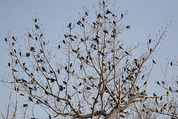 istock Variety of blackbirds in tree 485254955