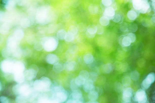 abstracto verde primavera con luz del sol de fondo bokeh de árbol - enfoque diferencial fotografías e imágenes de stock