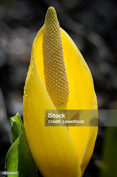 Skunk Cabbage Stock Photo - Download Image Now - Beauty In Nature, Blossom, Bog