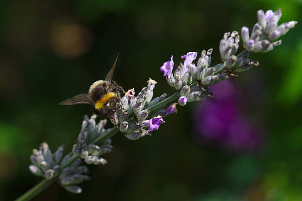 Bumblebee on Lavender stock photo