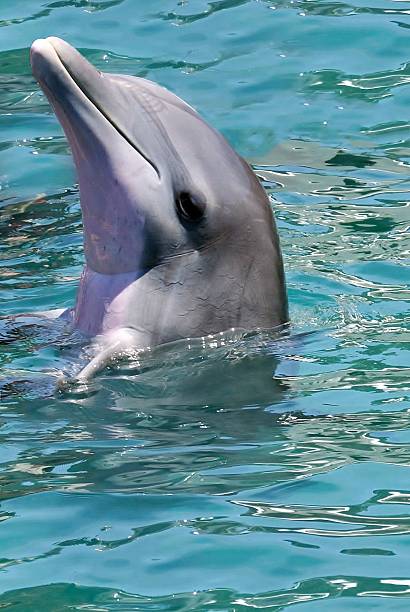 istock Dolphin with head out of water 485255861