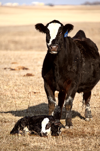 New born calf being guarded by cow