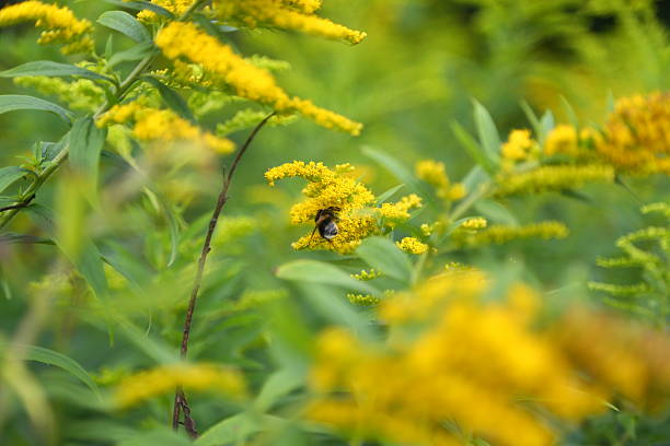 Goldenrod plant (Solidago canadensis) with bee stock photo