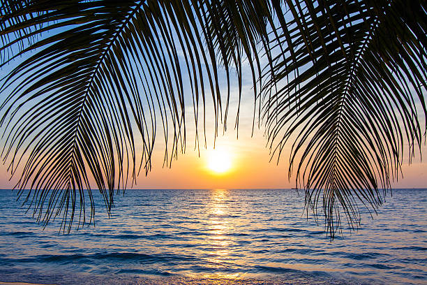 istock Beautiful tropical sunset with palm trees. 485256219