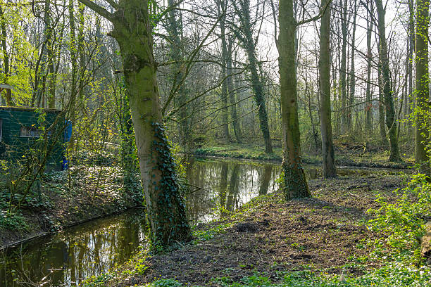 istock Canal meandering through the spring forest 485256359