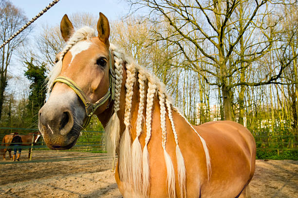 Horses ears peeping up