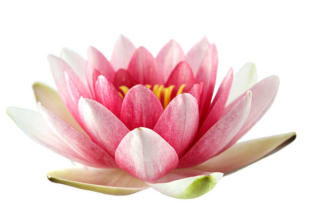 Lotus or water lily isolated