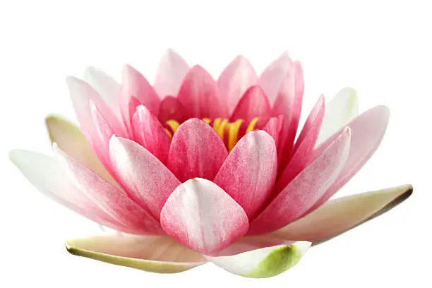 Lotus or water lily isolated on wite