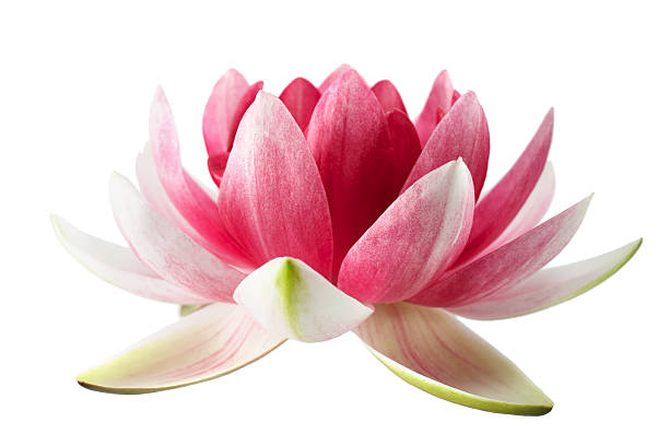istock Lotus or water lily isolated 485257504