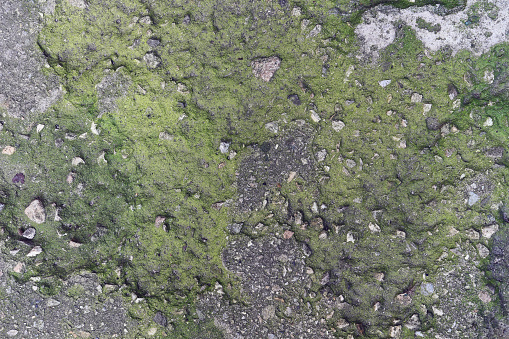 Close up moss-covered  concrete wall.Photo Texture. Background
