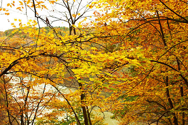 istock Autumn yellow leaves background 485257902