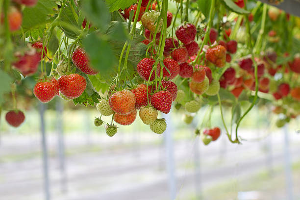 istock Strawberry in the farm 485258122