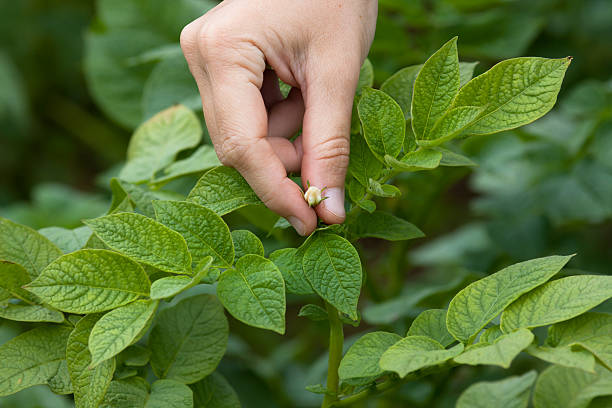 istock hand picking flowers from the potatoes 485258560