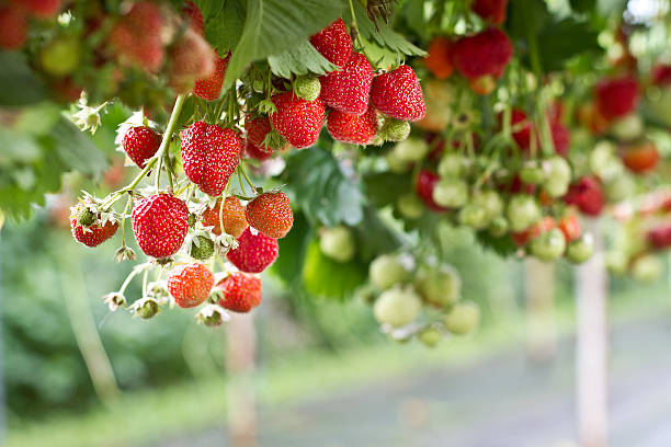Strawberry in the farm stock photo