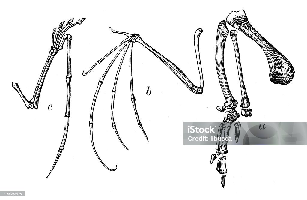 Antique illustration of bird wing bones 19th Century Style stock illustration