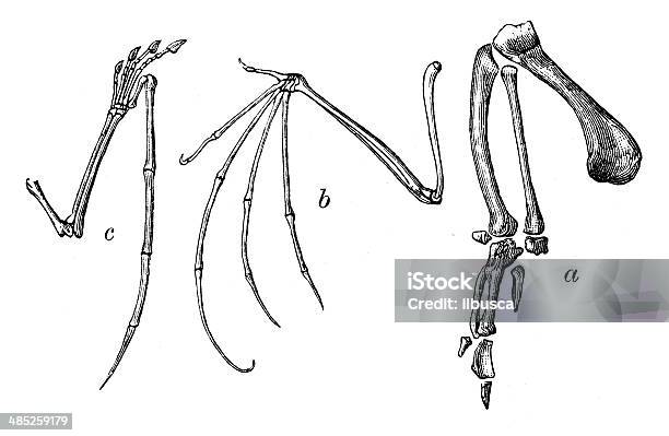 Antique Illustration Of Bird Wing Bones Stock Illustration - Download Image Now - 19th Century Style, Anatomy, Animal