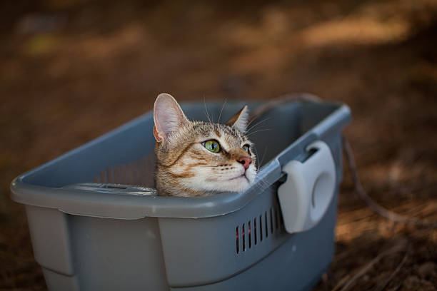istock Little cute cat looking out from her box, outdoor 485262538
