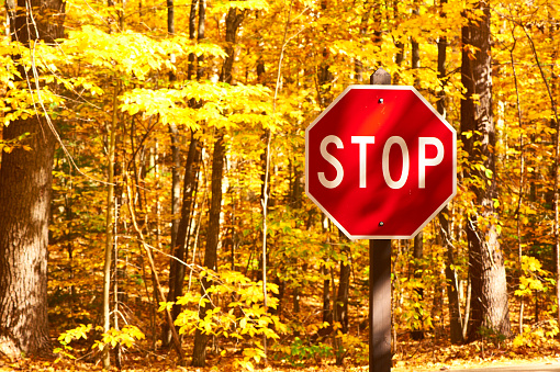 Autumn scene with road and stop sign in forest
