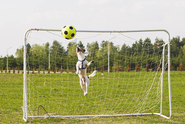istock Rocket dog playing football 485266014