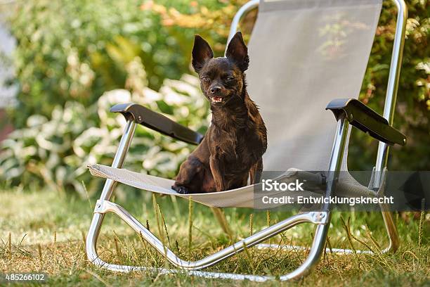 Funny Black Dog At The Beach Chair Stock Photo - Download Image Now - 2015, Alertness, Animal