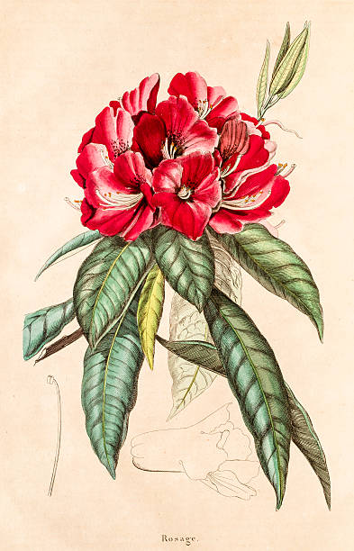 Azalea , 19 century botanical illustration Azalea. A photo of an original antique hand-painted engraving by Felix Edward Guerin-Meneville from the Dictionnaire Pittoresque d’Histoire Naturelle, published in Paris 1833-1834. rhododendron stock illustrations