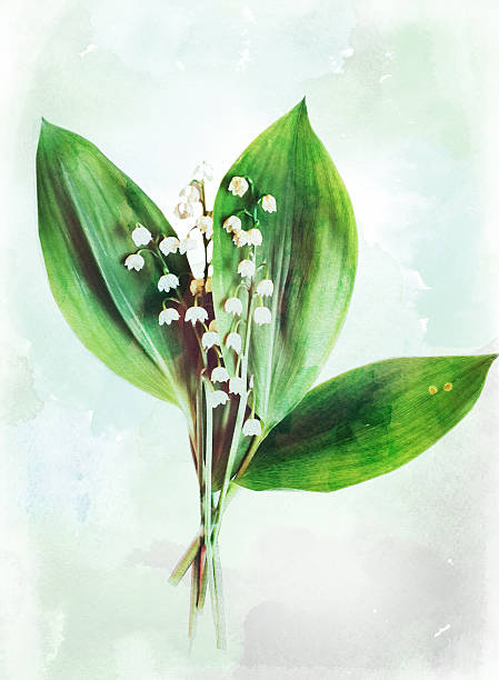 istock Watercolor lily of the valley 485272202