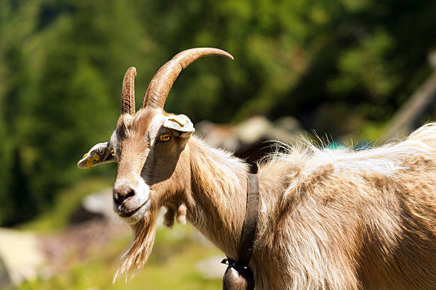 istock Mountain Goat with horns - Italy 485272824
