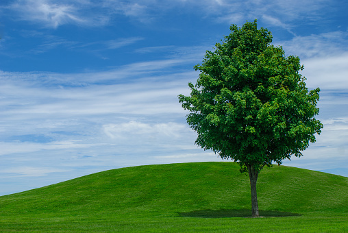 Single Tree in a field with a rolling hill in background