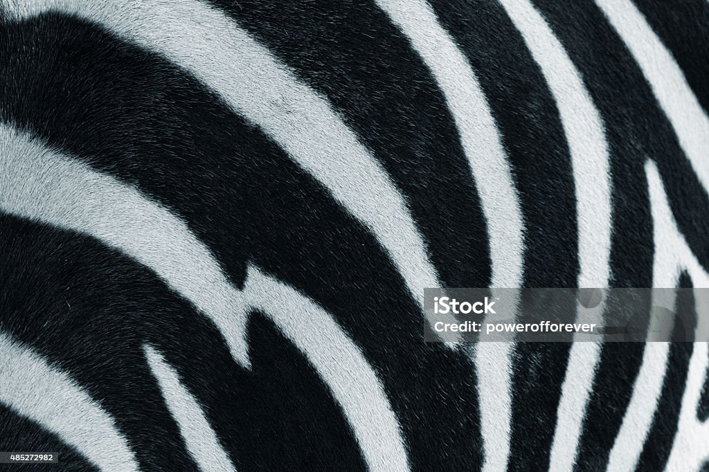 Zebra Print Background Close up full frame shot of a zebra's pattern. 2015 Stock Photo