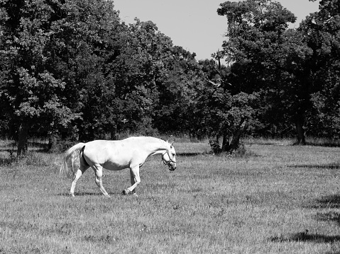 Lipizzaner stallion walks on pasture in sunny day, Lipica, Slovenia